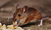 24 Hour & Emergency Exterminators in Naval Research Laboratory, DC